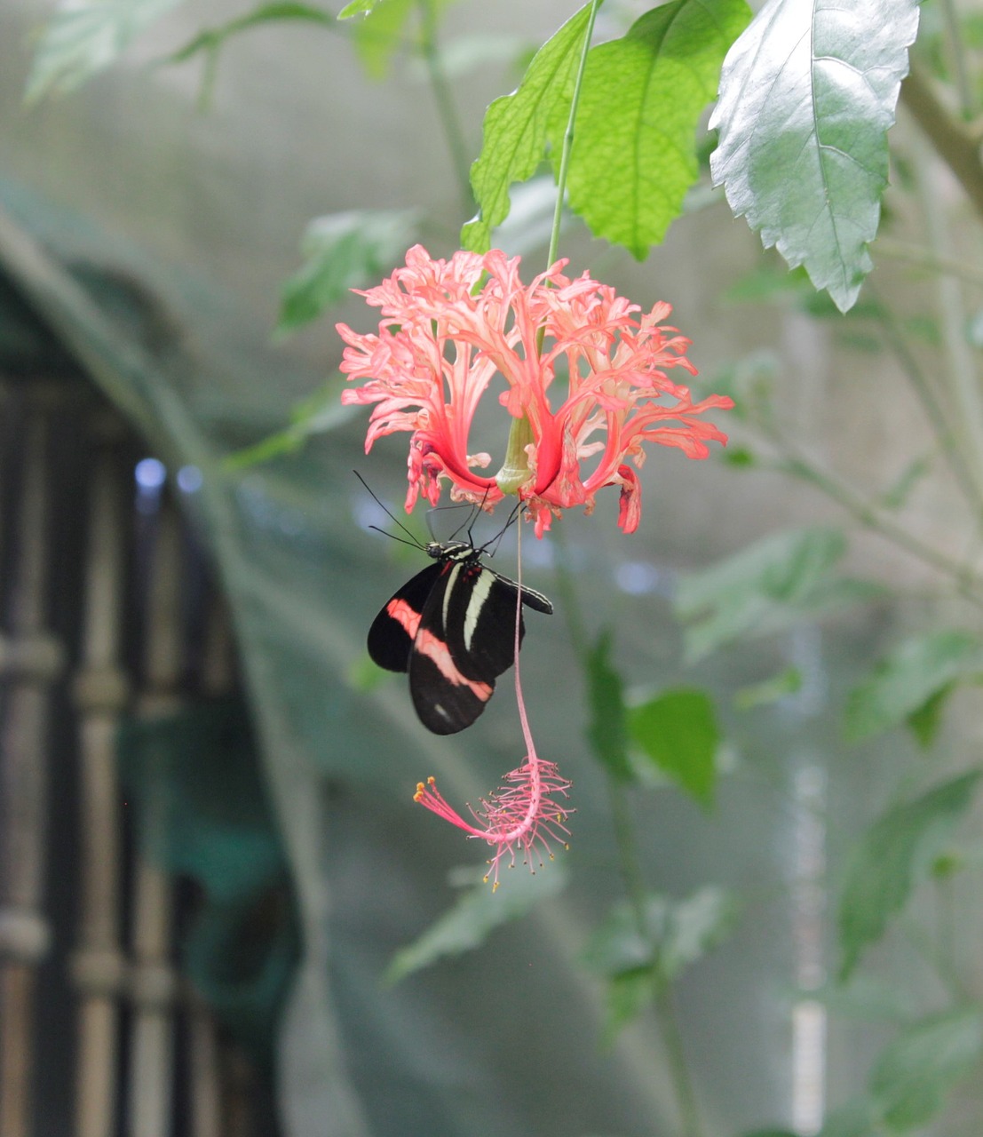 butterfly  flower  nature free photo