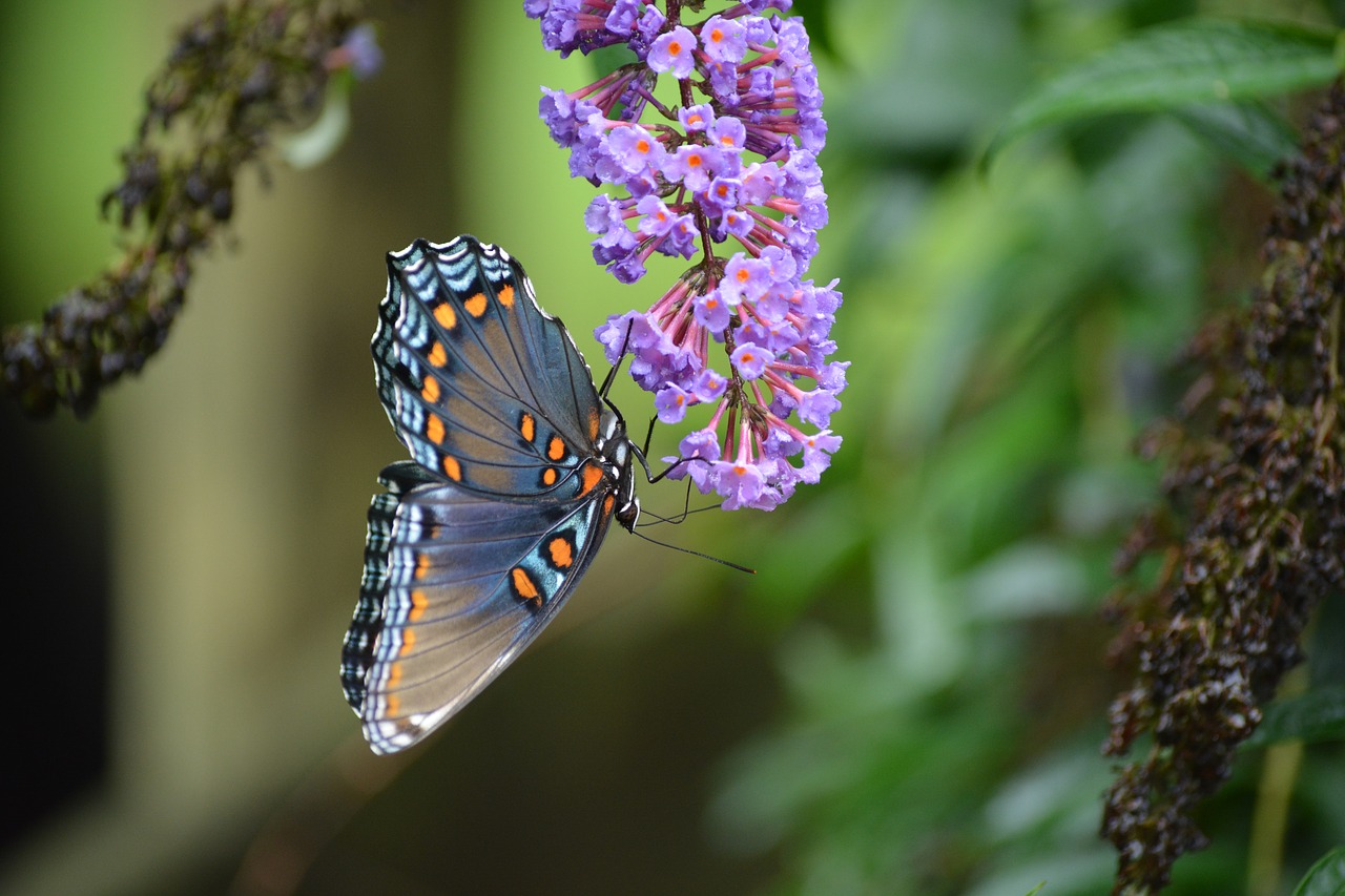 butterfly  nature  insect free photo