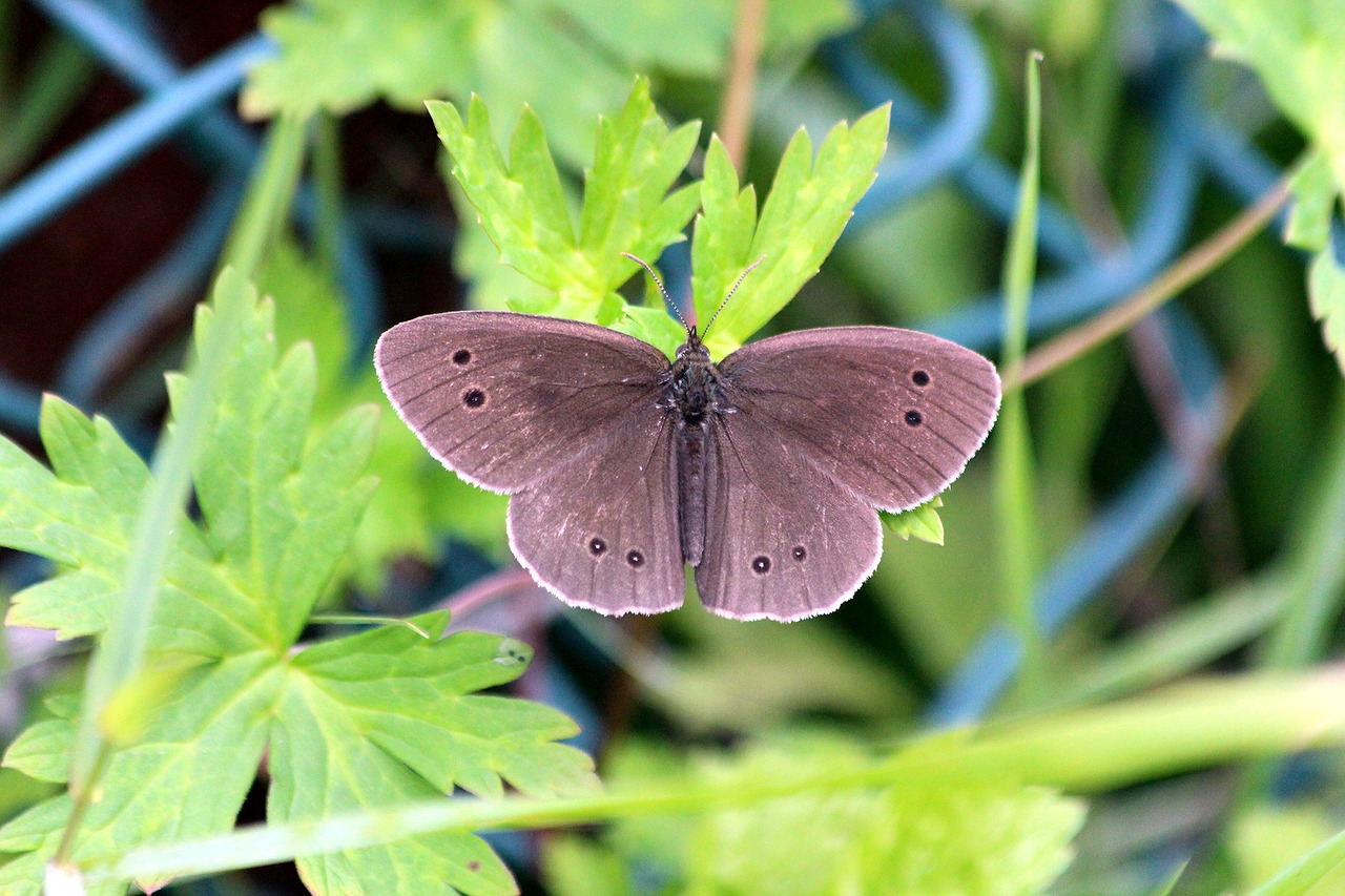 butterfly  nature  insect free photo