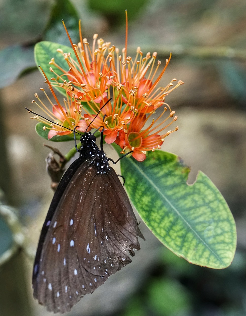 butterfly  feeding  flower free photo