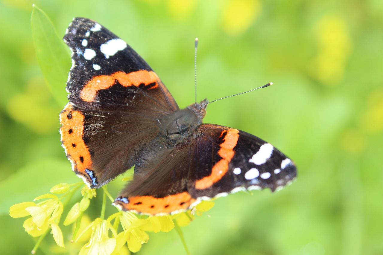 butterfly  insect  nature free photo