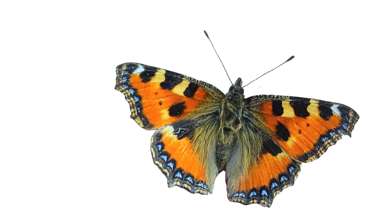 butterfly  tortoiseshell  moth wing free photo