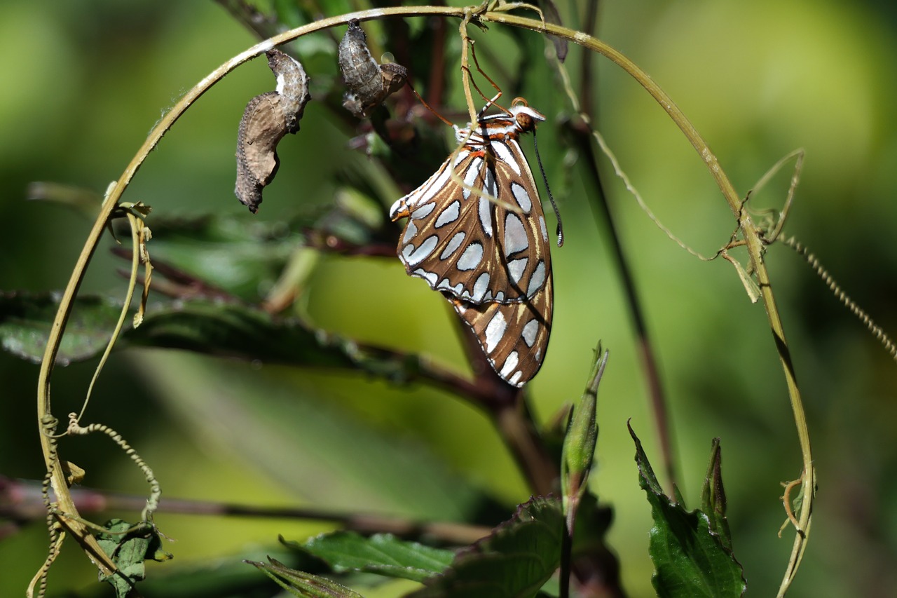 butterfly insect wing free photo