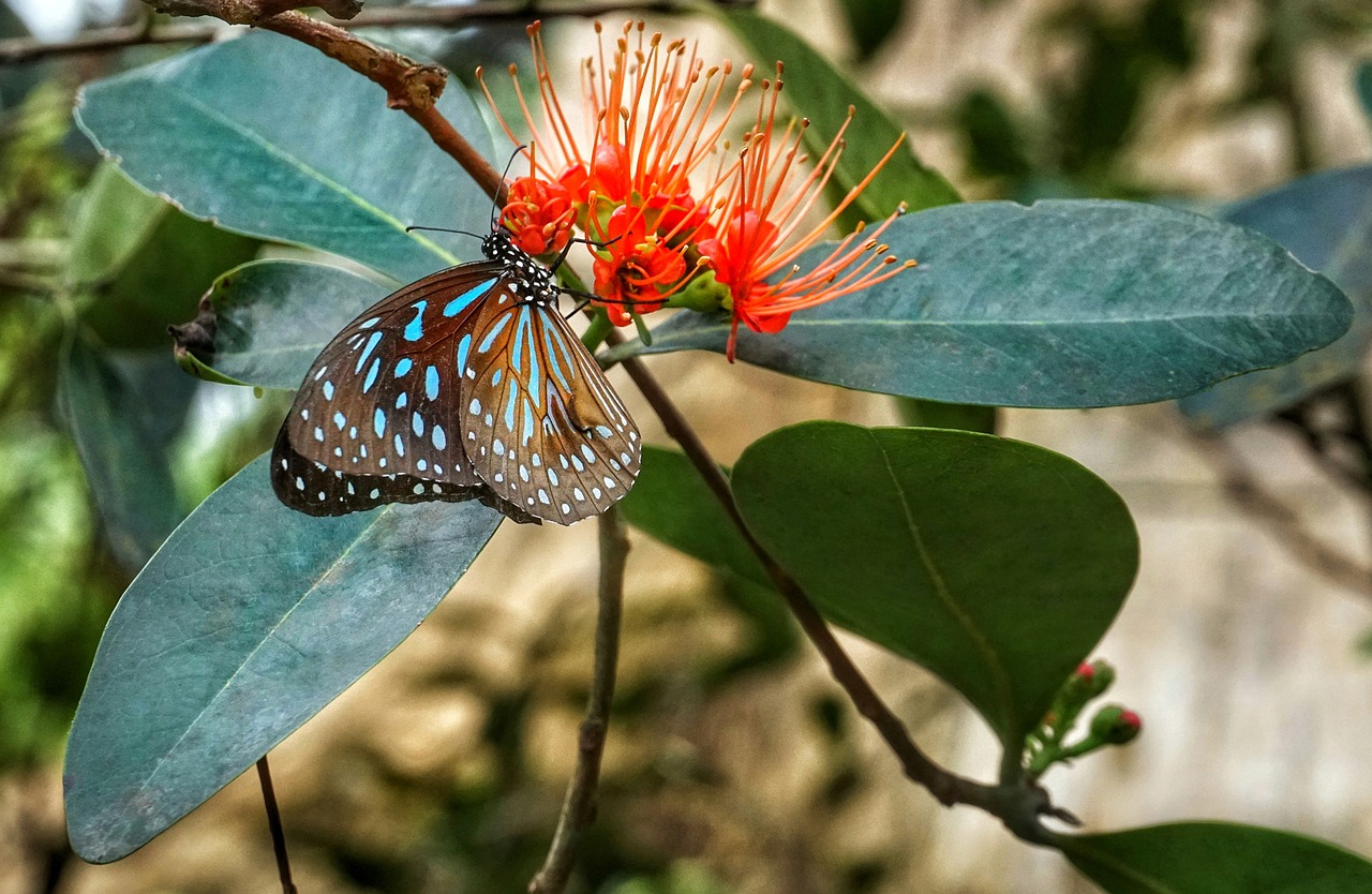 butterfly  feeding  flower free photo