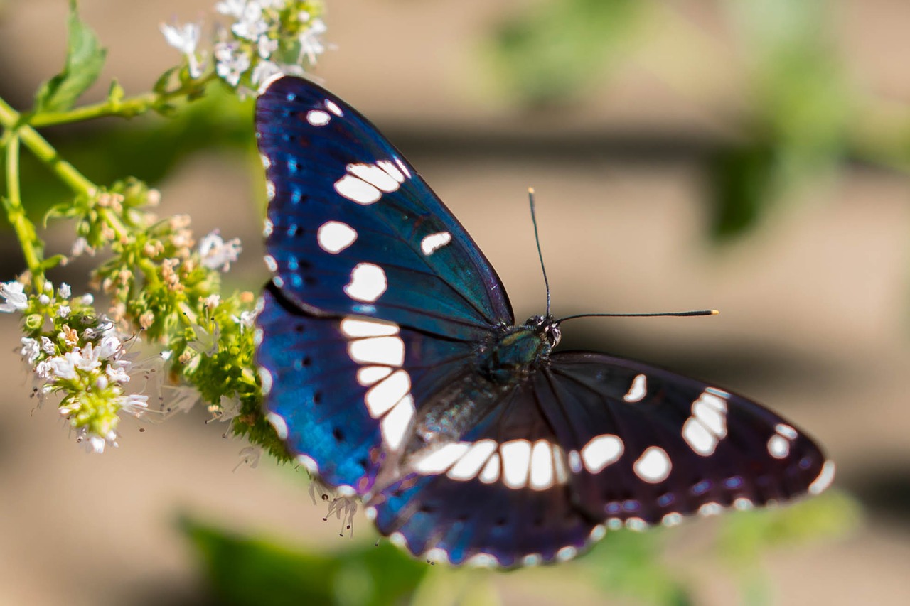 butterfly  insect  nature free photo