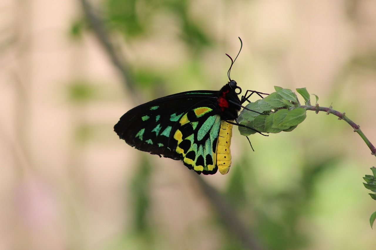 butterfly  insect  nature free photo