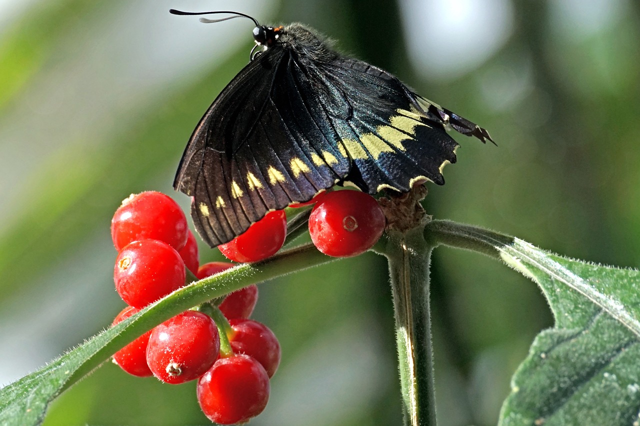 butterfly  exotic  insect free photo