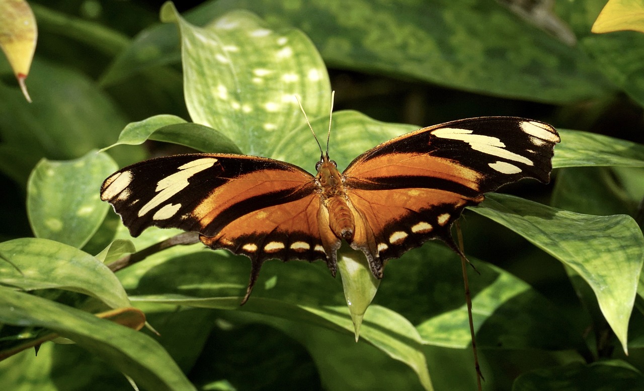 butterfly  exotic  insect free photo