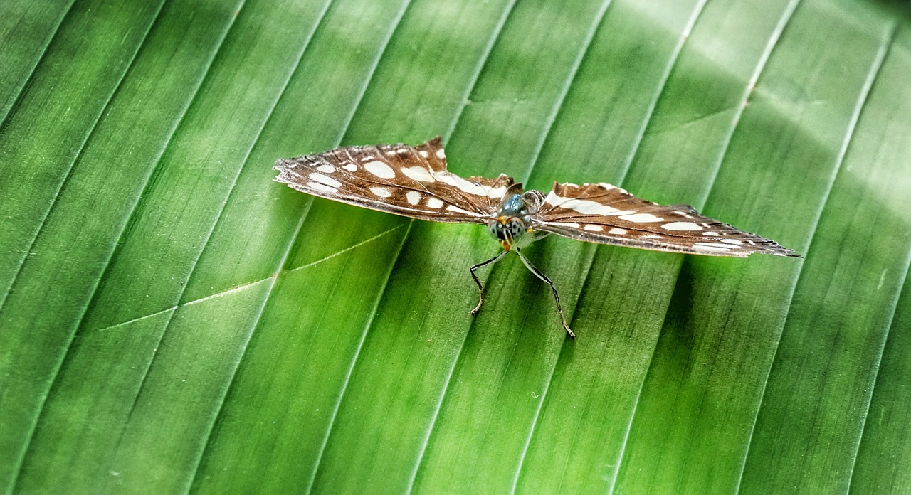 butterfly  banana  leaf free photo