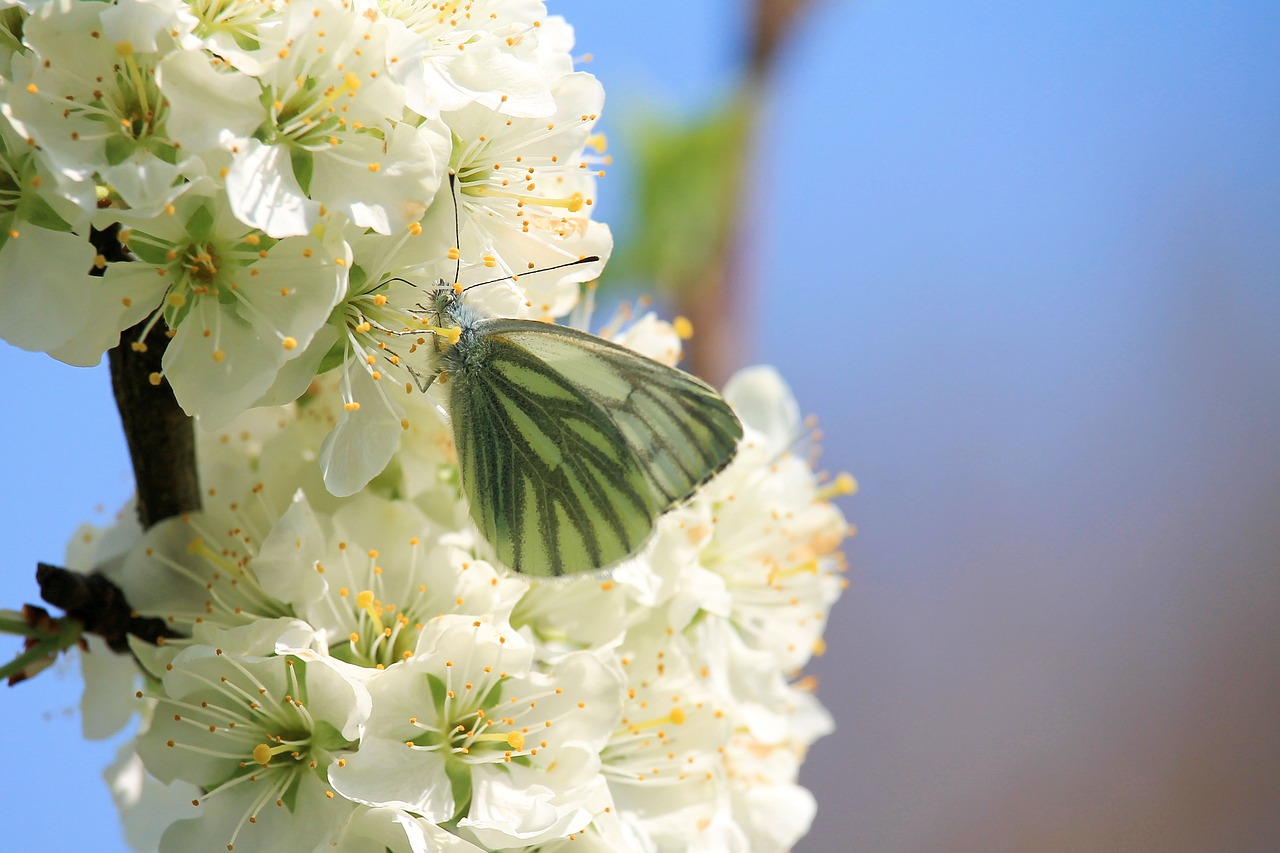 butterfly  blossom  bloom free photo