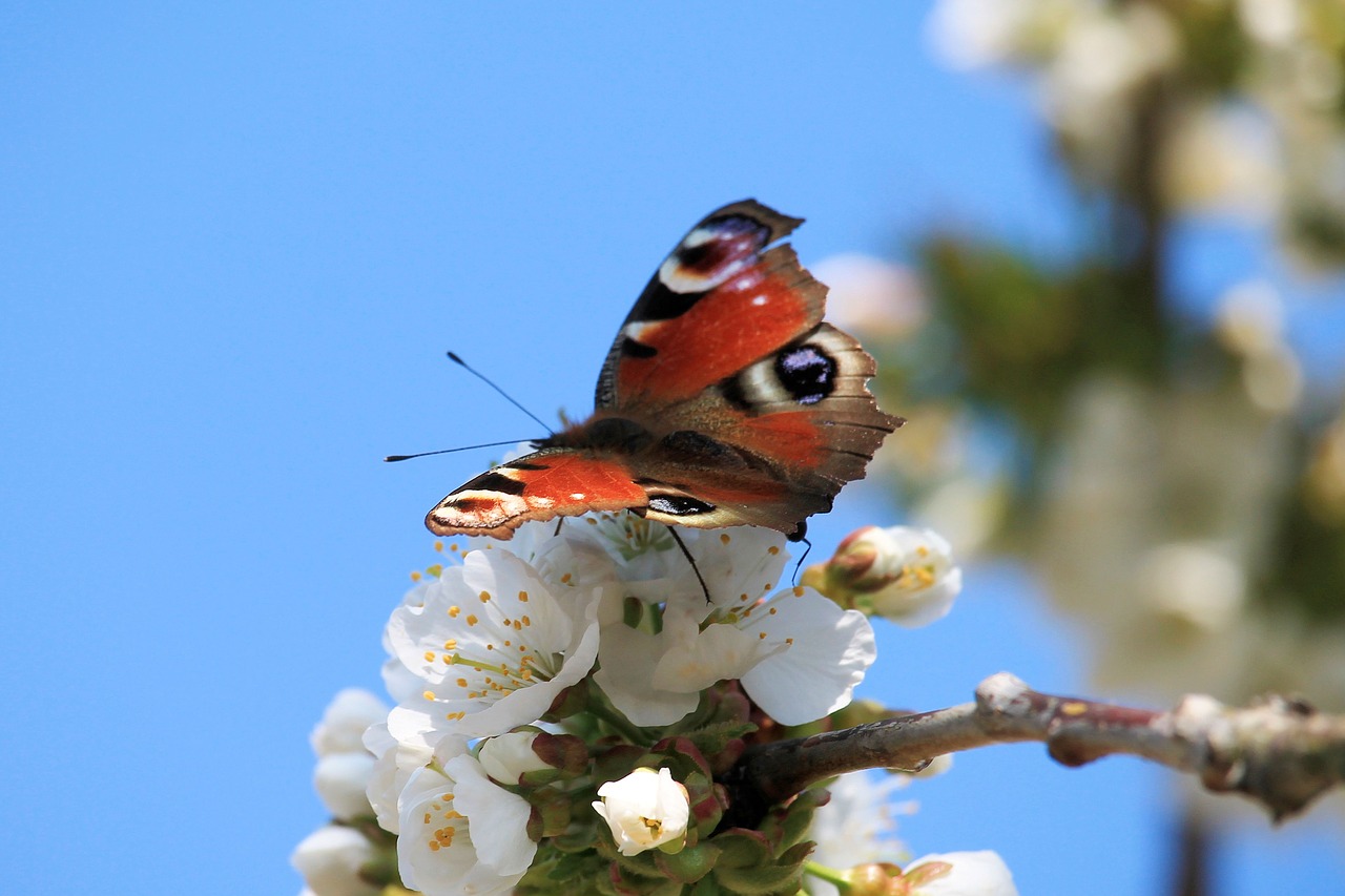 butterfly  peacock butterfly  nature free photo