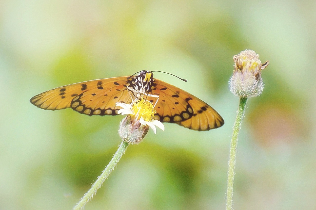 butterfly  yellow  flowers free photo