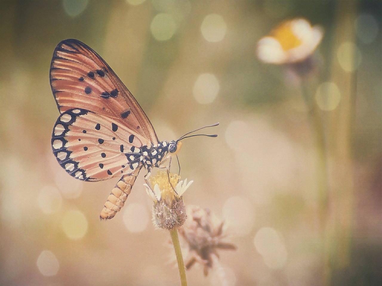 butterfly  colors  bokeh free photo