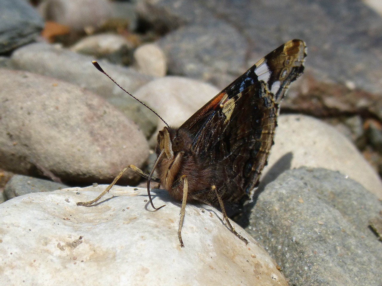 butterfly  vanesa  vanessa atalanta free photo