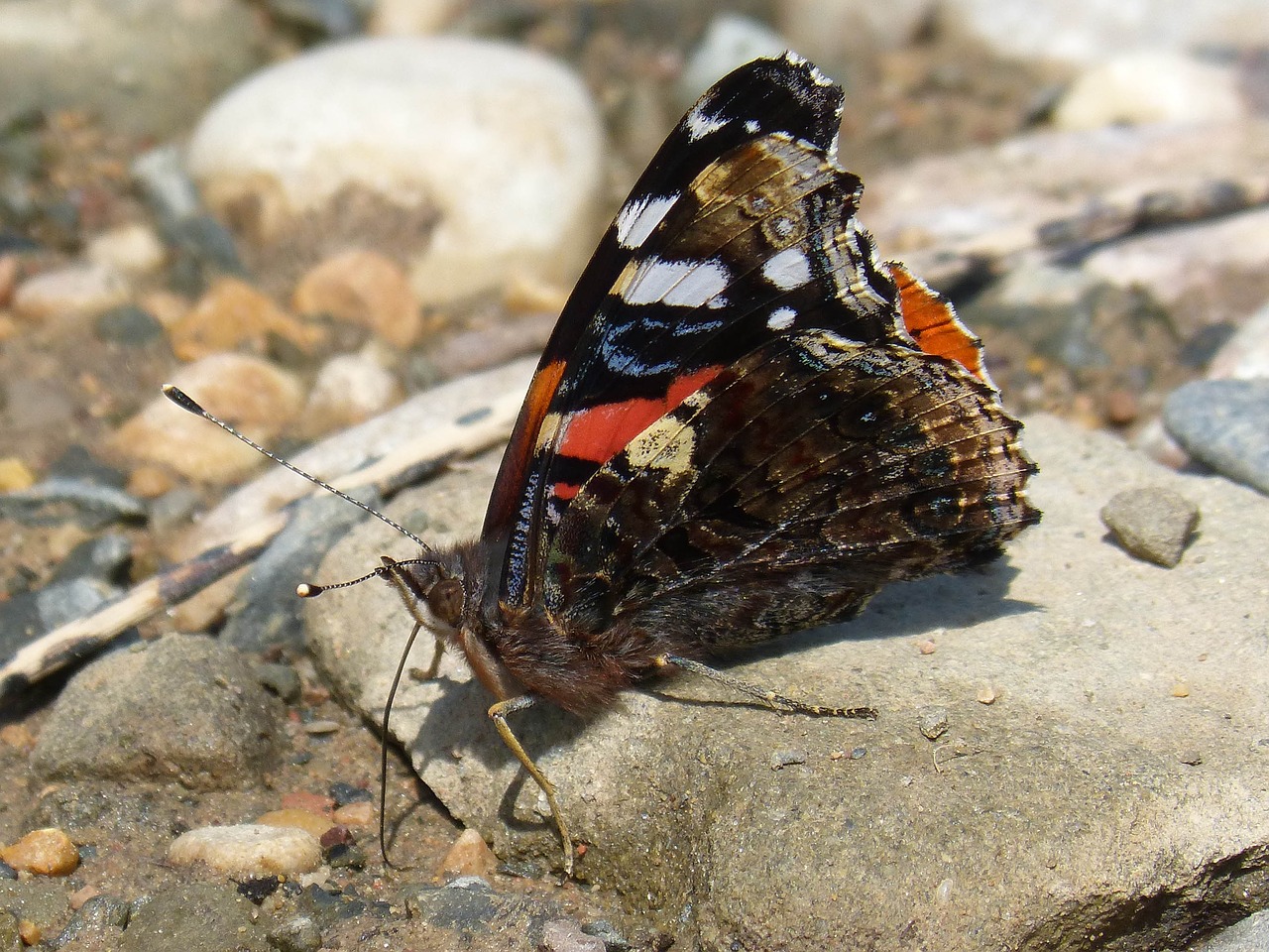 butterfly  vanesa  vanessa atalanta free photo