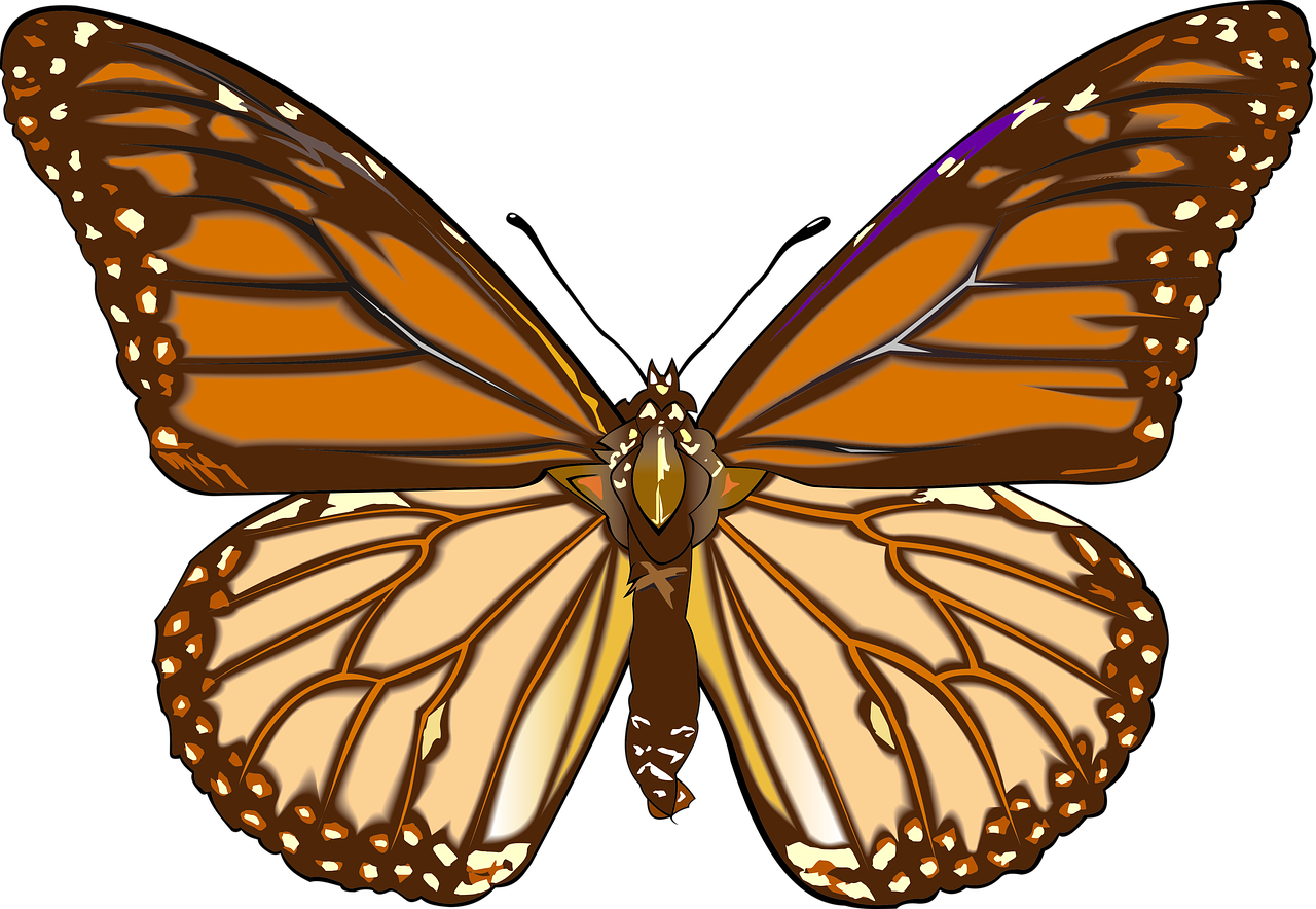 butterfly  drawing  graphics free photo