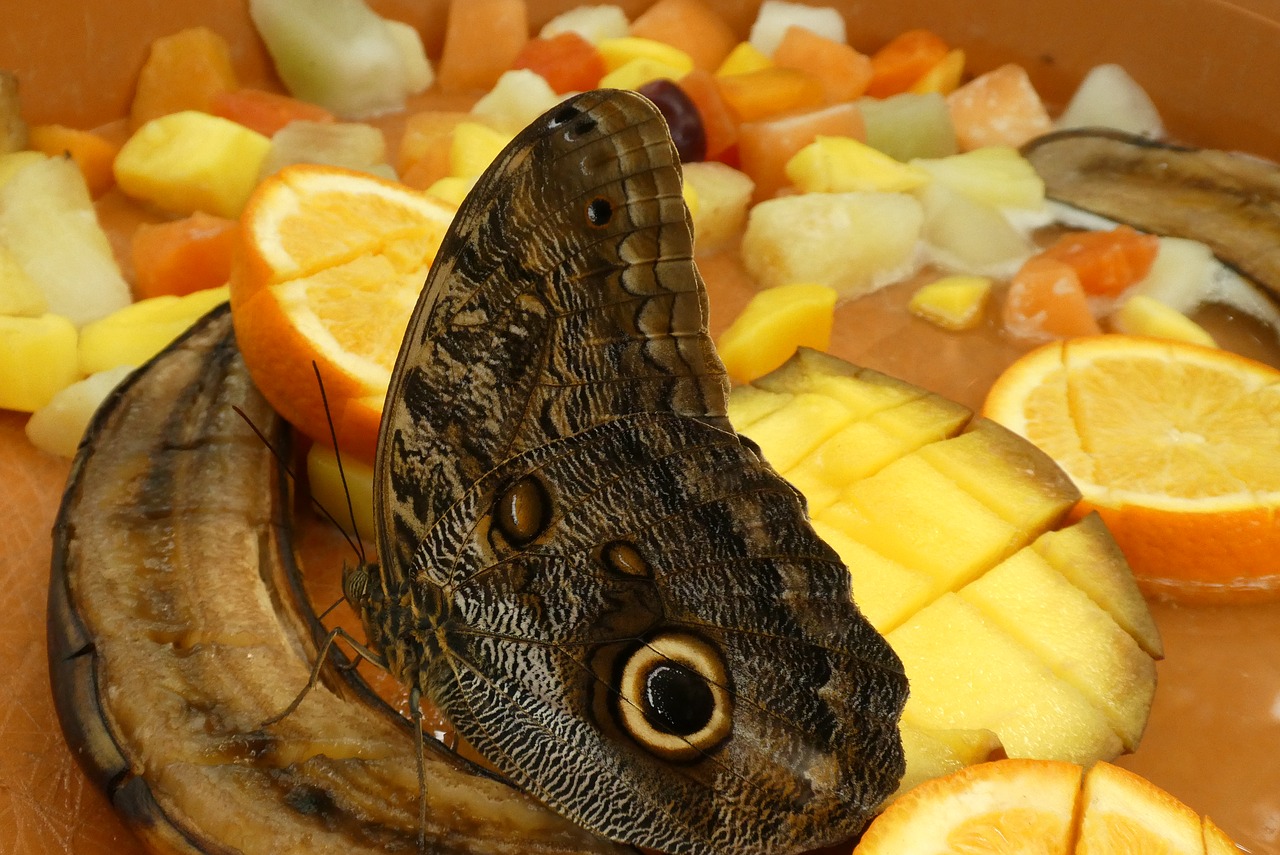 butterfly  fruit  food free photo