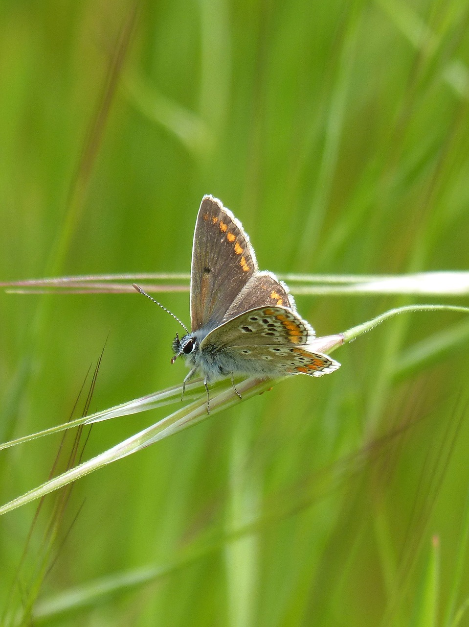 butterfly  brunette  aricia cramera free photo