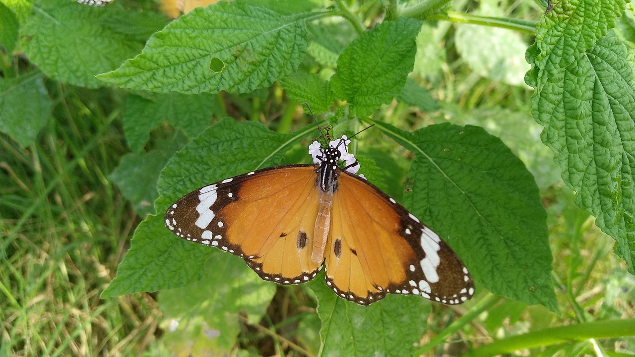 butterfly  nature  insect free photo