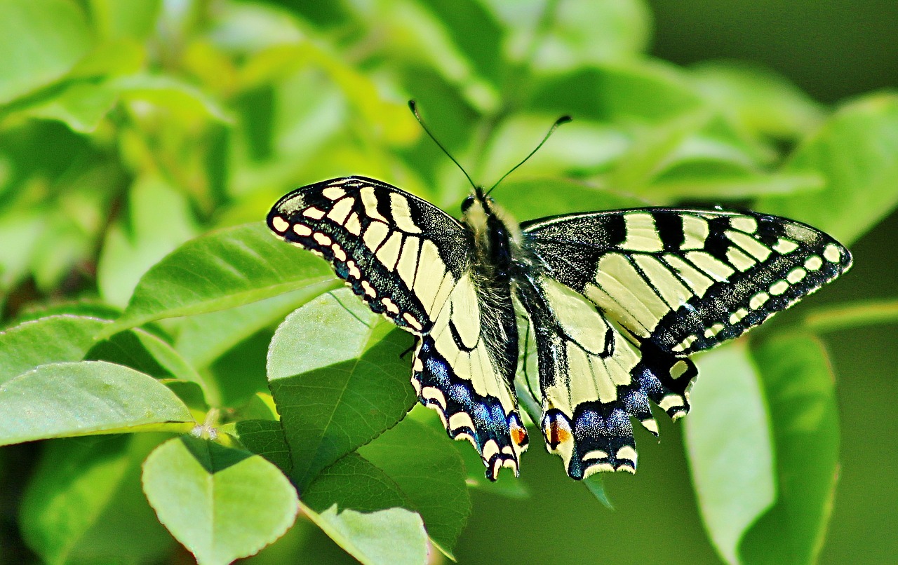 butterfly  nature  insect free photo