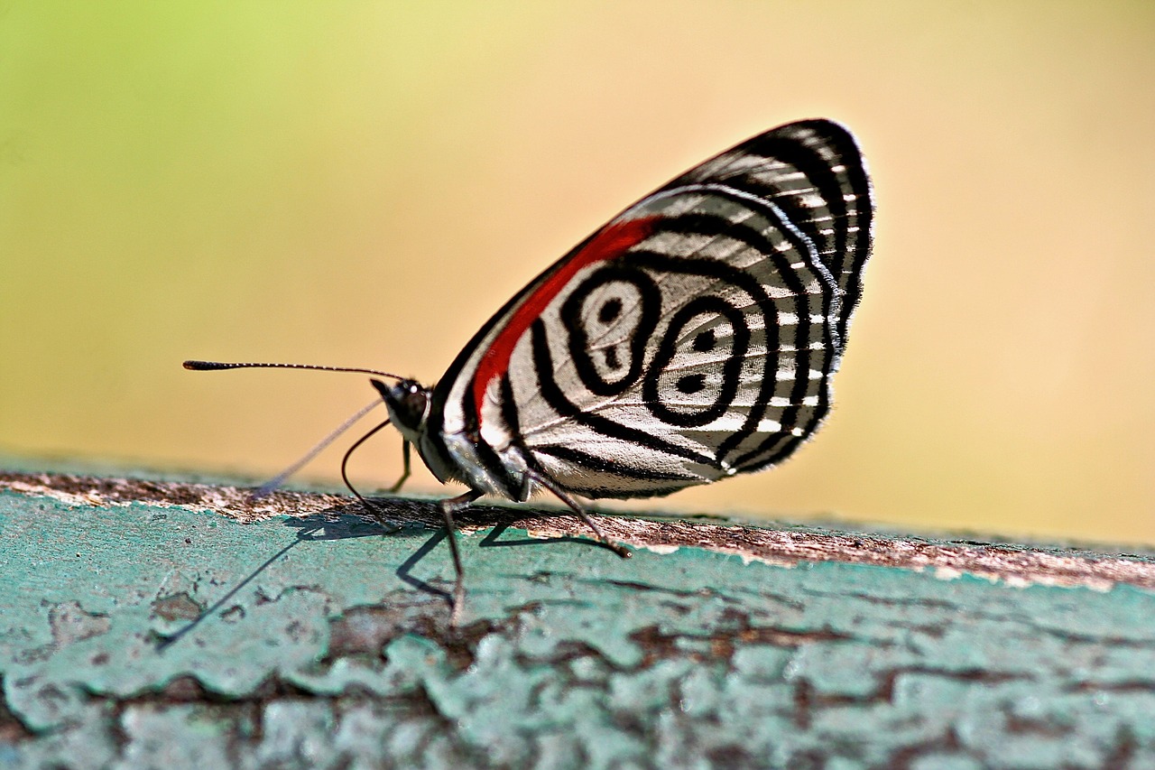 butterfly  nature  insect free photo