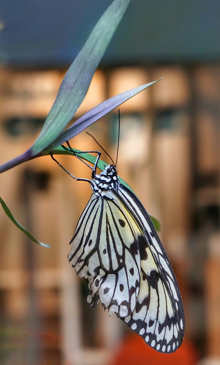 butterfly  black and white  wing free photo