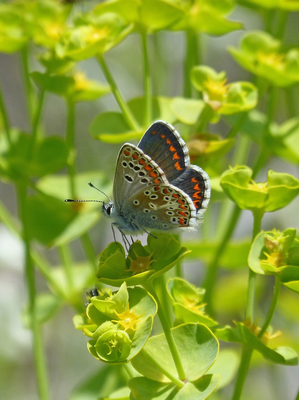 butterfly  brunette southern  aricia cramera free photo