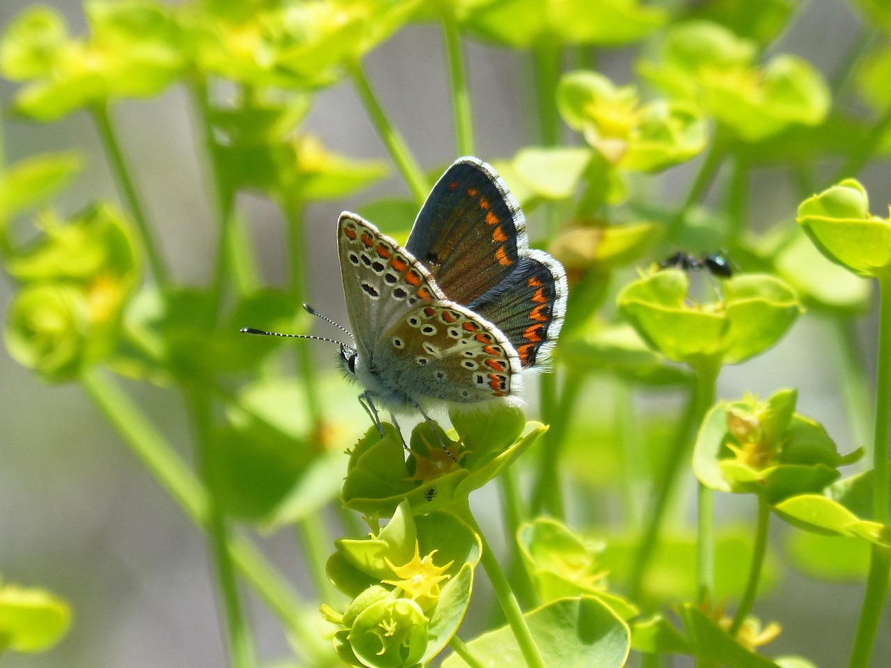 butterfly  brunette southern  aricia cramera free photo