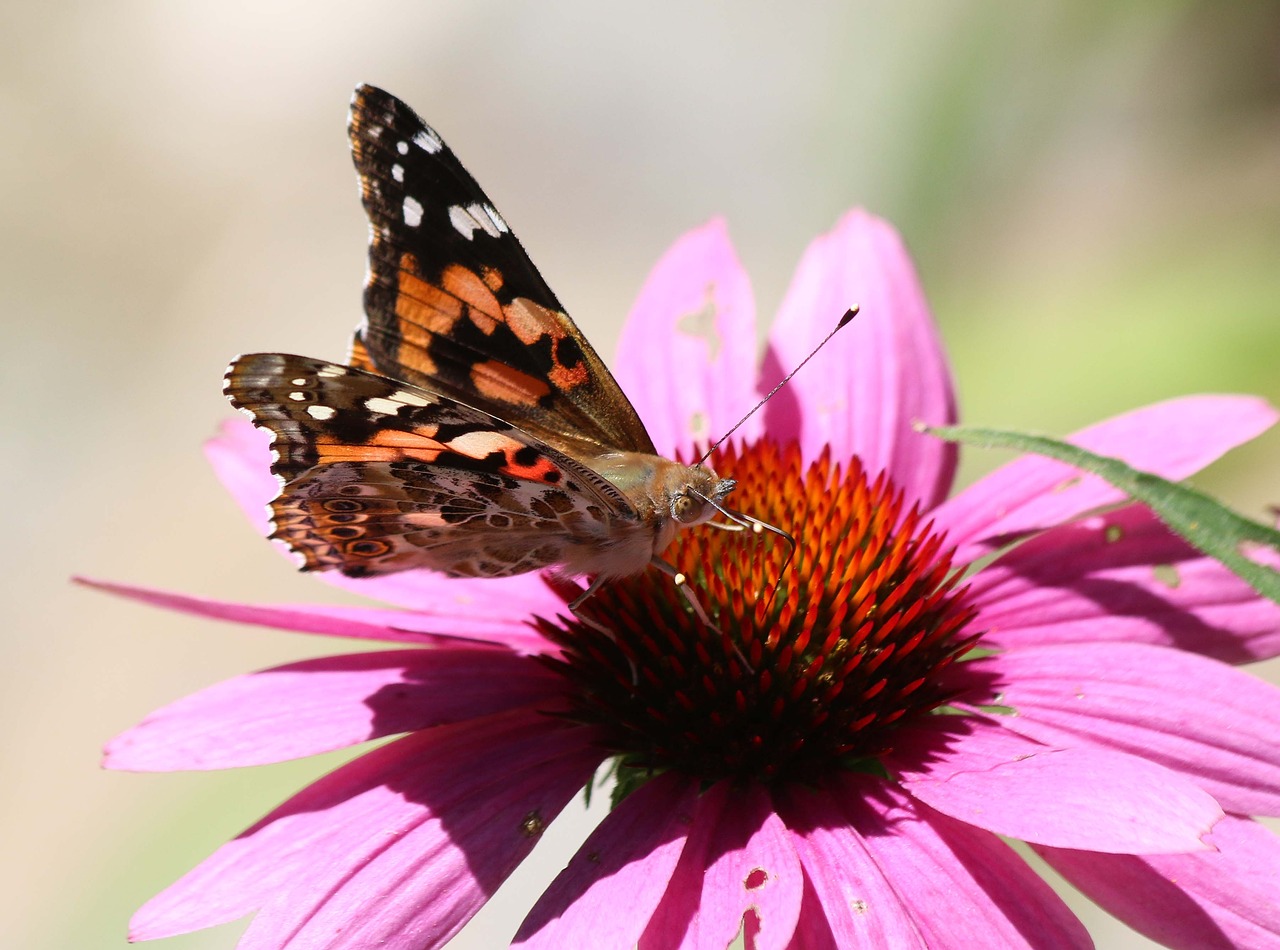 butterfly  insect  nature free photo