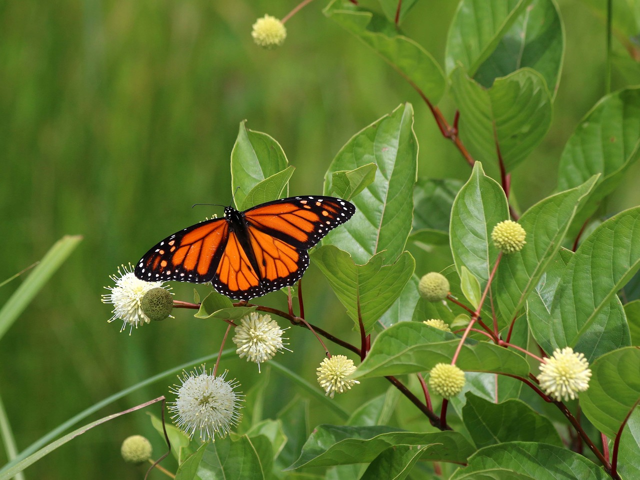 butterfly  nature  insect free photo