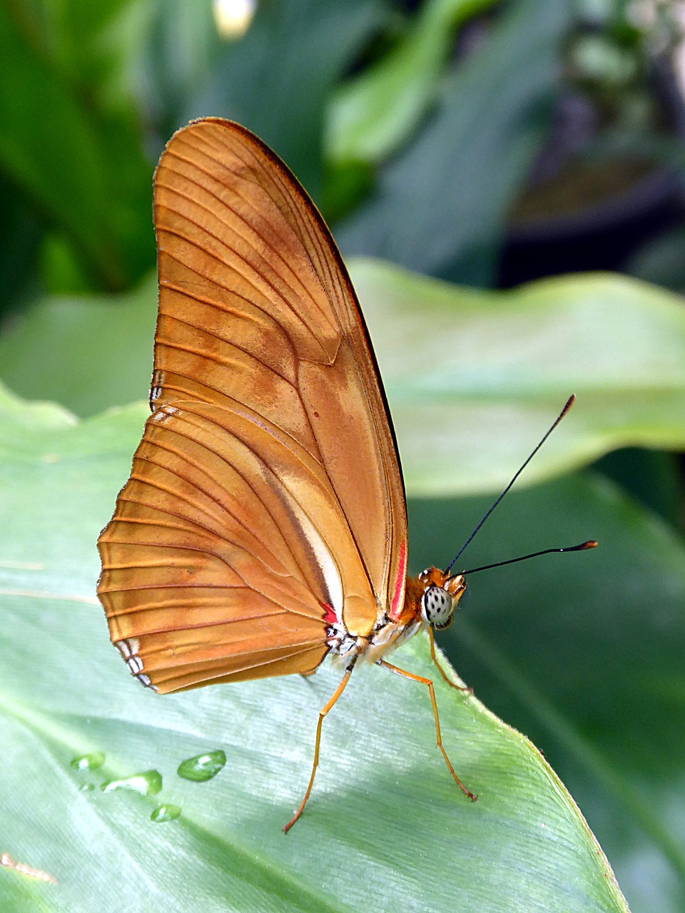 butterfly  insect  nature free photo