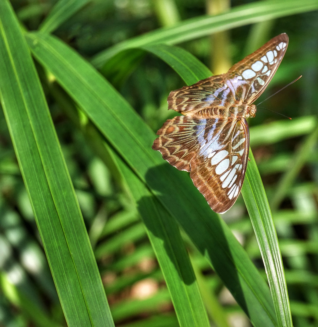 butterfly  closeup  wildlife free photo