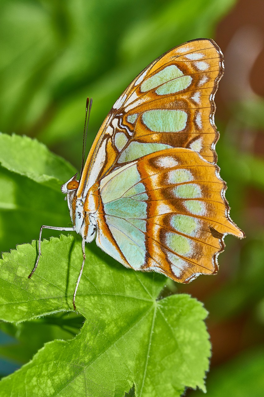 butterfly  macro  nature free photo