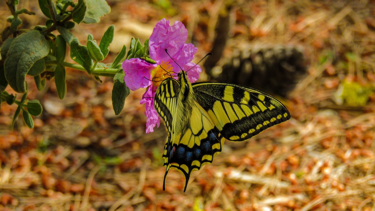 butterfly  nature  plant free photo