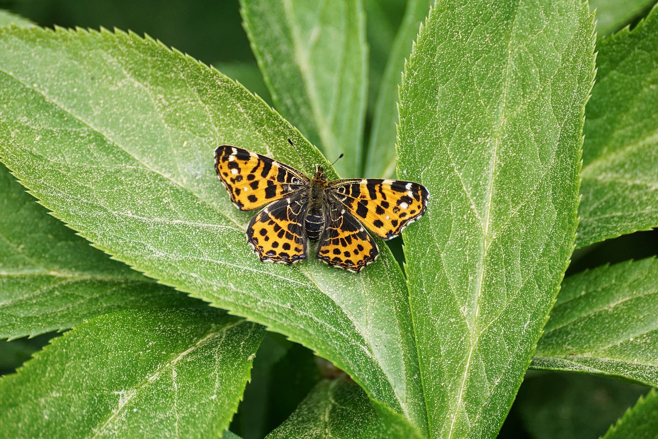 butterfly  european map  yellow free photo