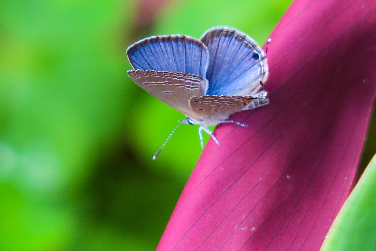 butterfly  nature  insect free photo