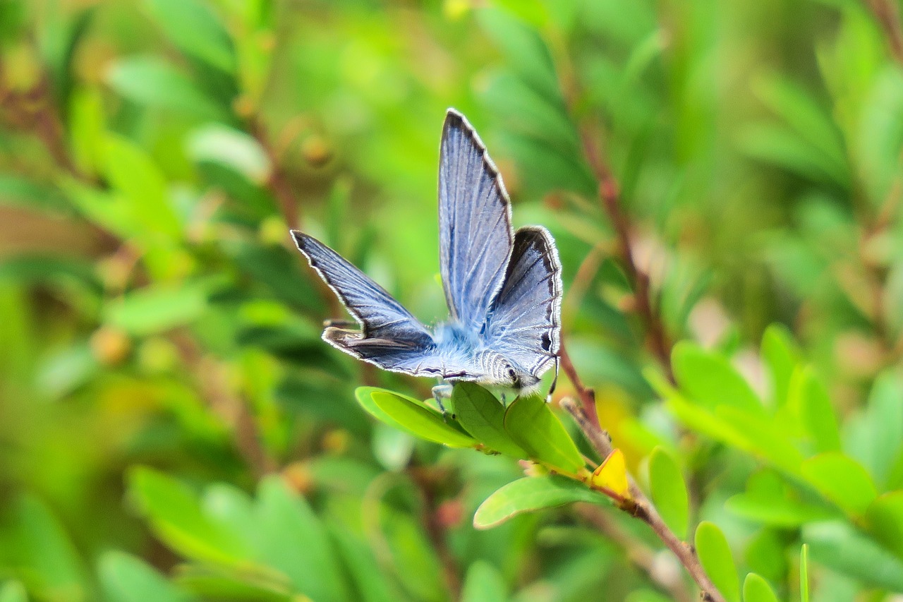 butterfly  nature  insect free photo