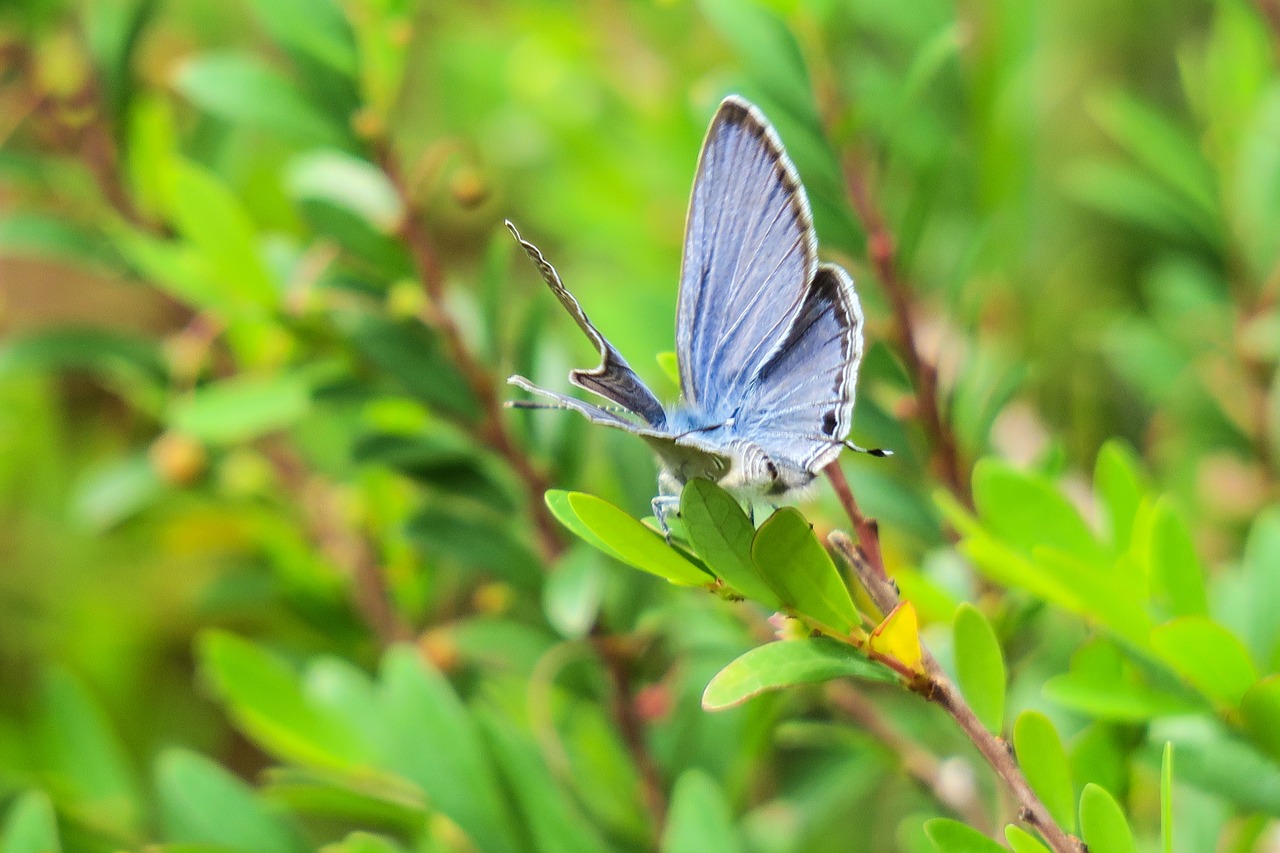 butterfly  nature  insect free photo