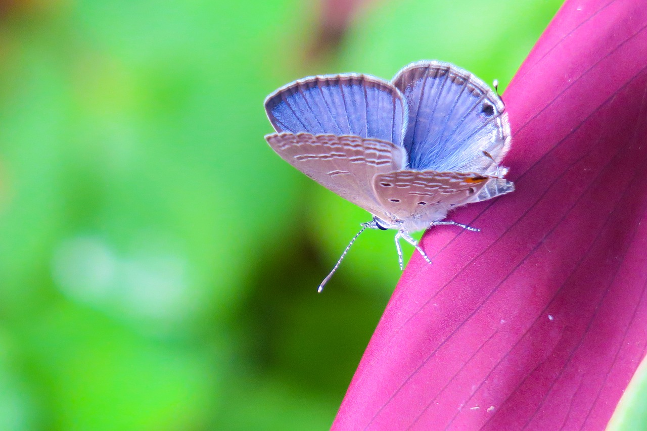 butterfly  nature  insect free photo