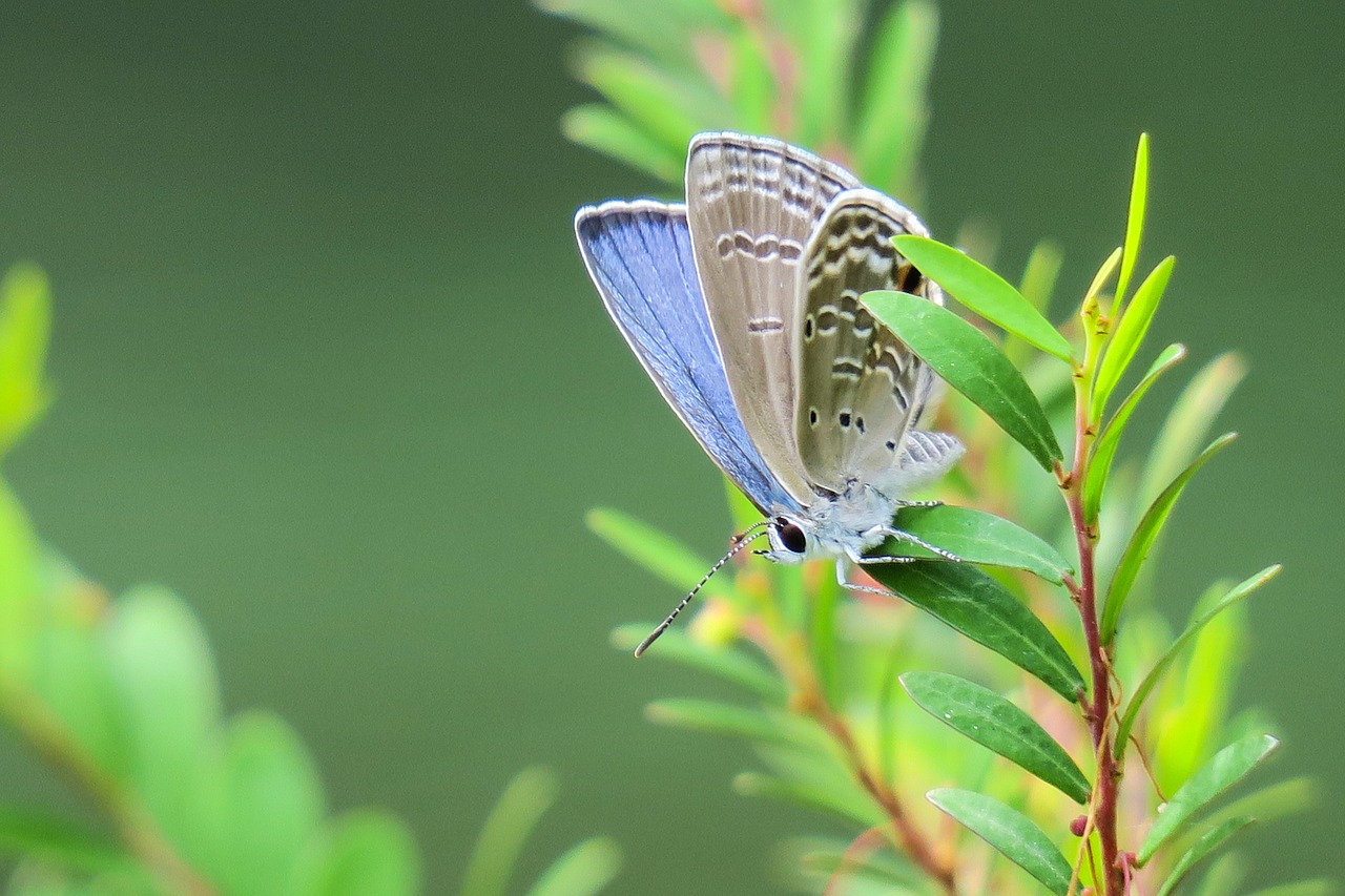 butterfly  nature  insect free photo