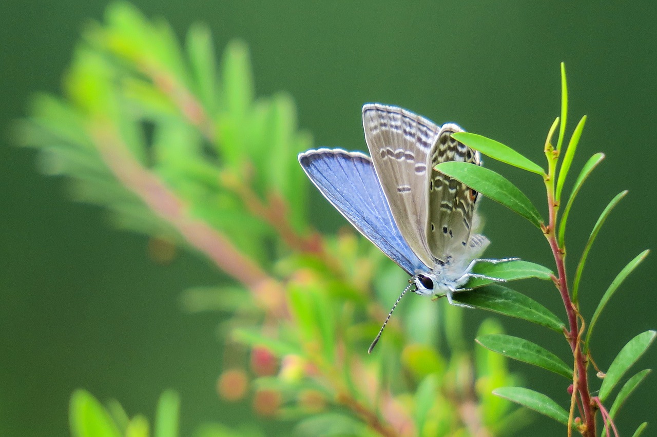 butterfly  nature  insect free photo