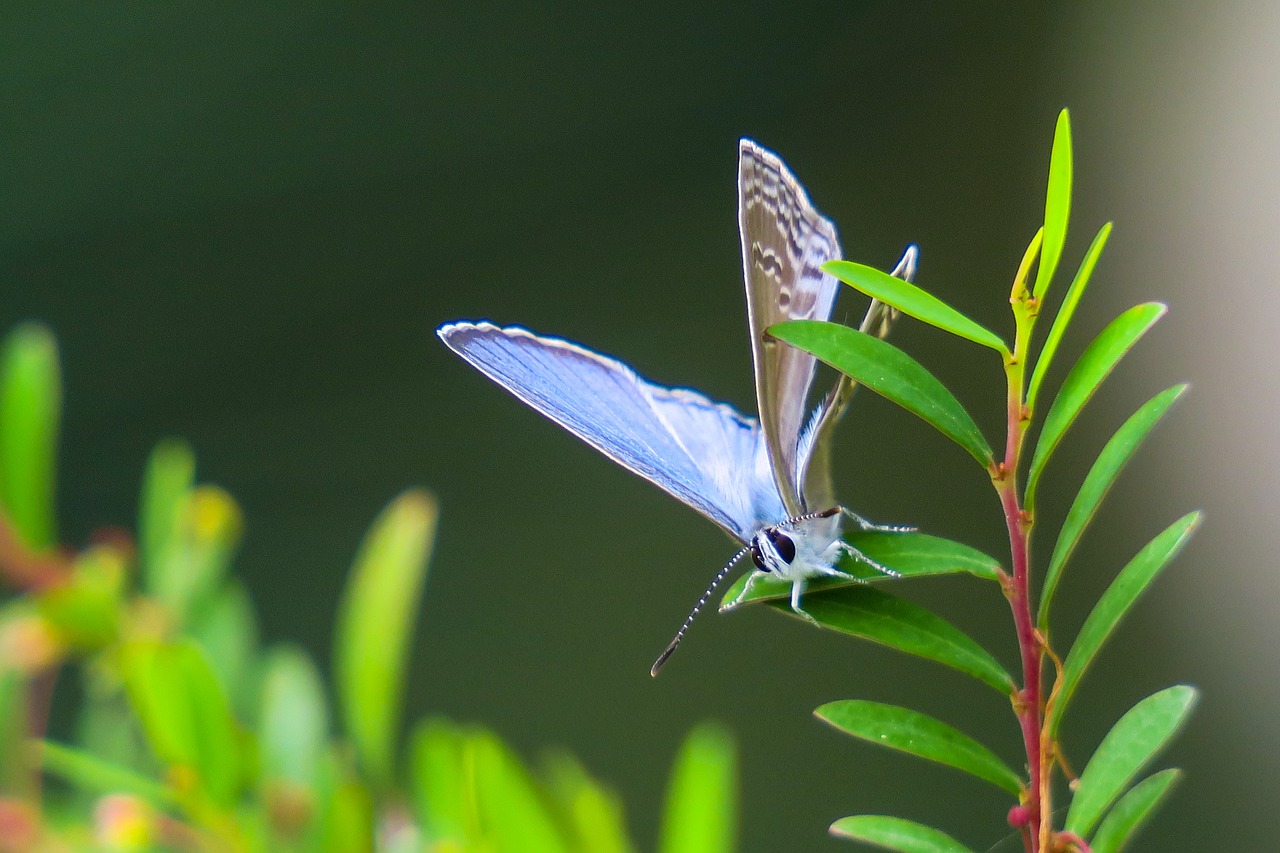 butterfly  nature  insect free photo