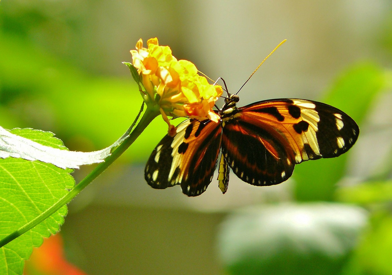 butterfly butterflies animal free photo