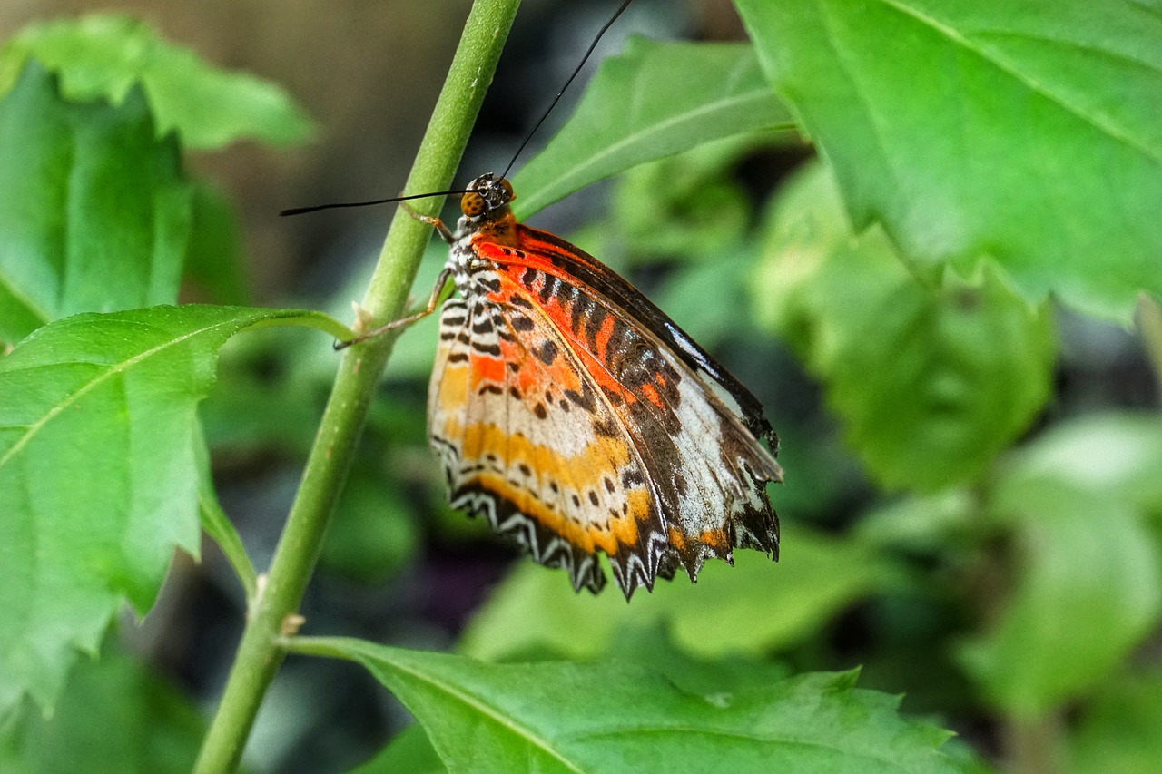butterfly  leopard lacewing  nature free photo
