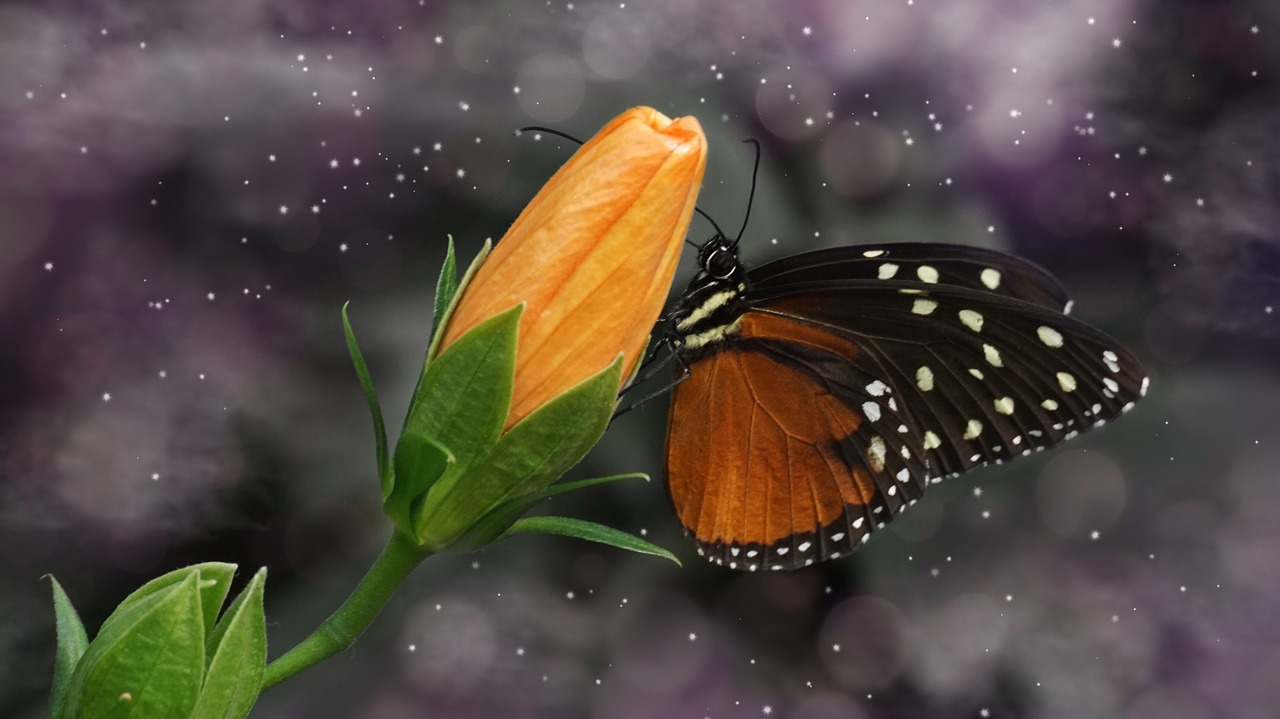 butterfly  nature  insect free photo