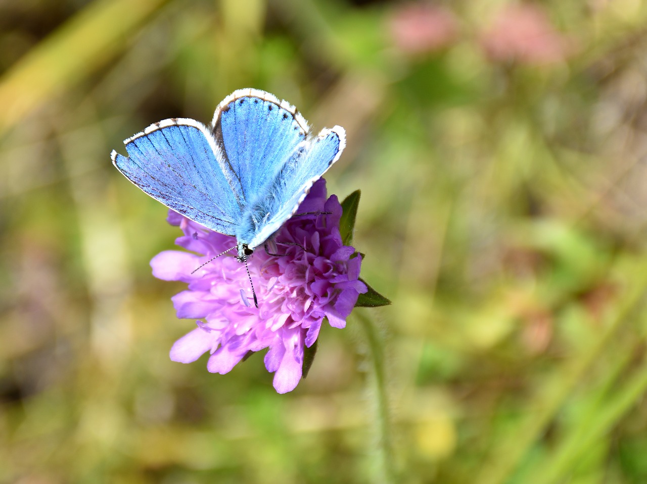 butterfly  flower  insect free photo