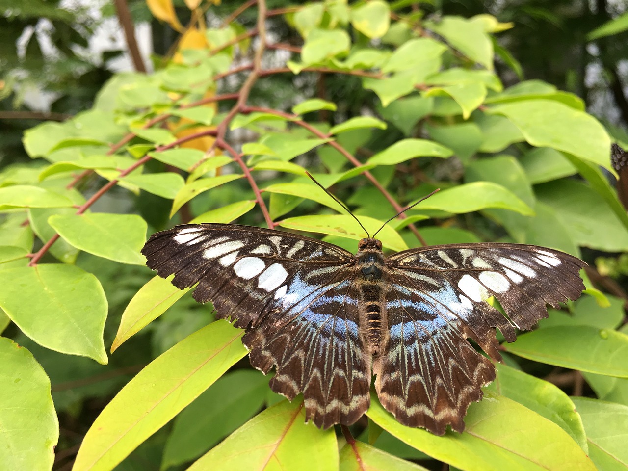 butterfly  nature  insect free photo