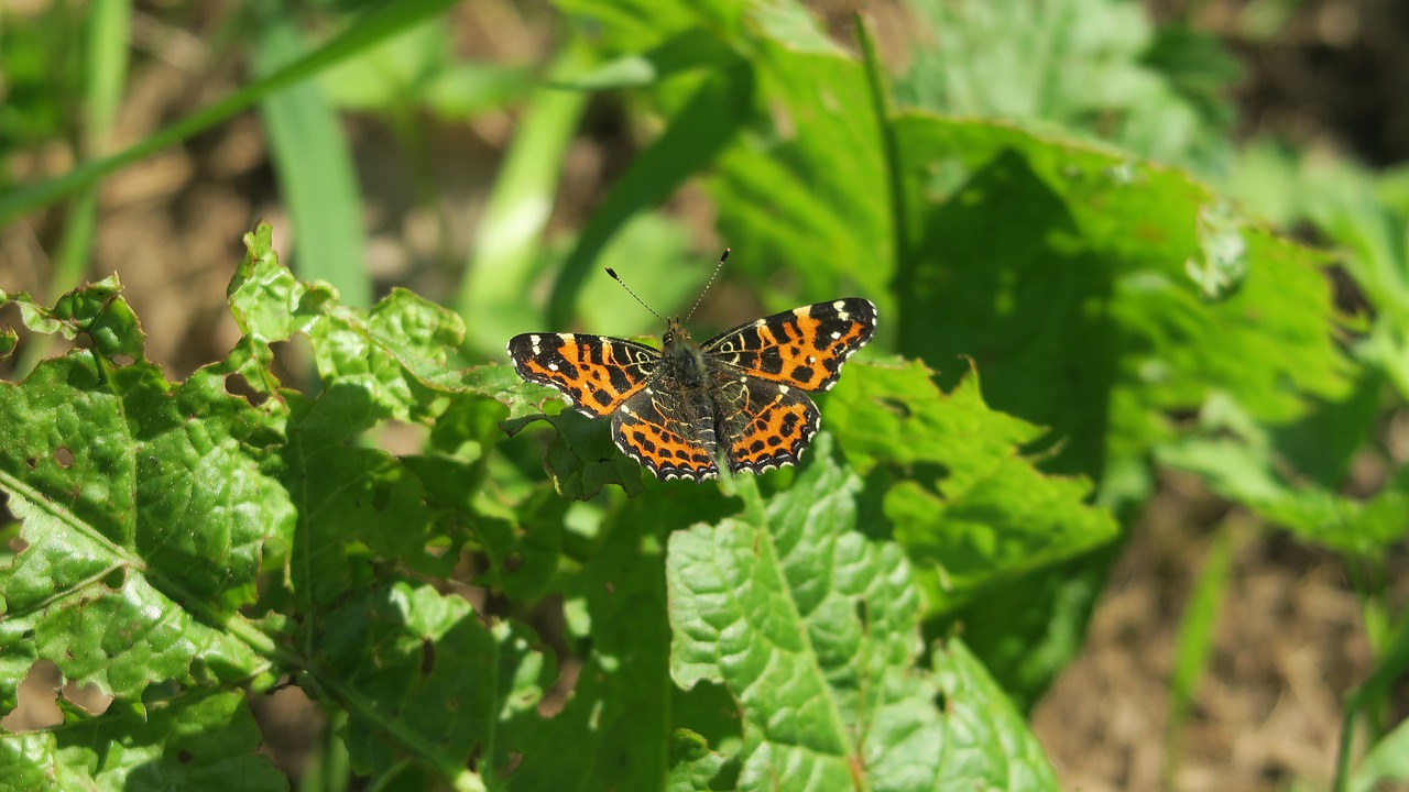 butterfly  spring  nature free photo