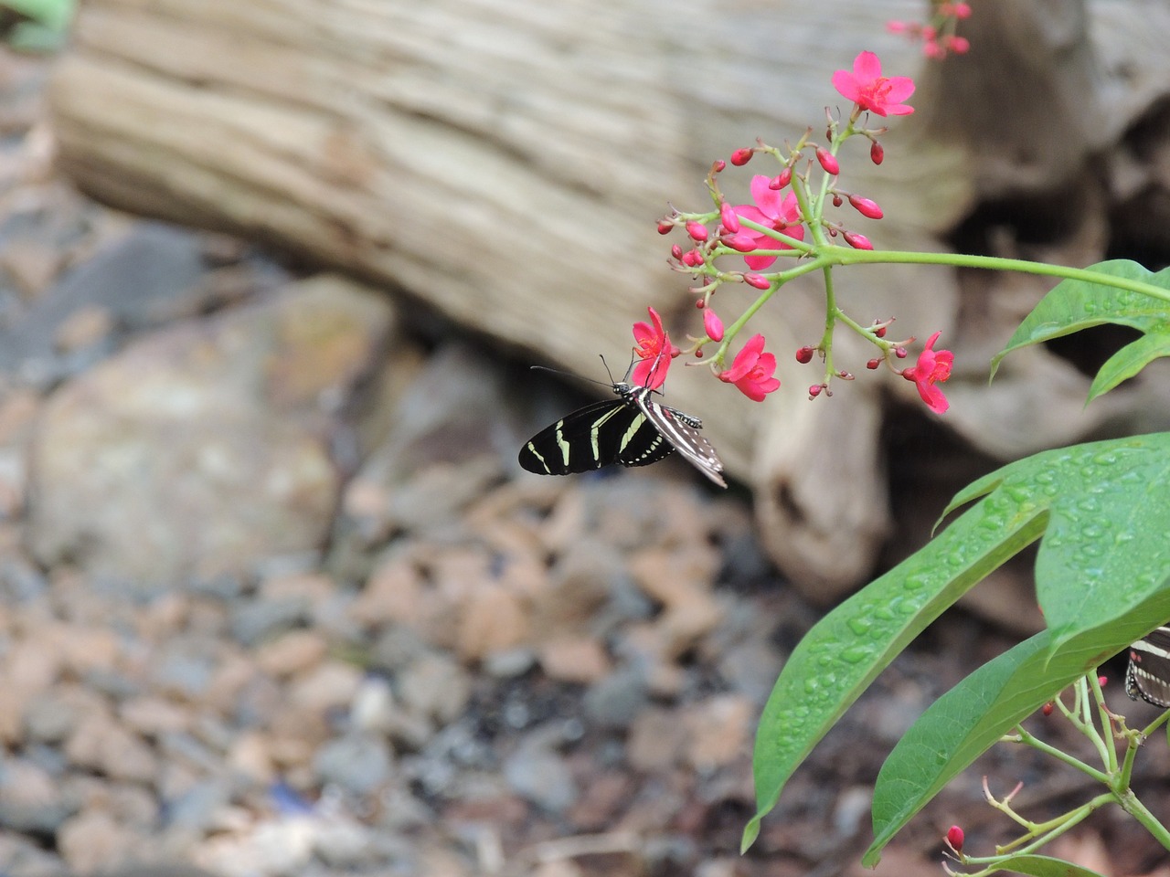 butterfly insect animal free photo