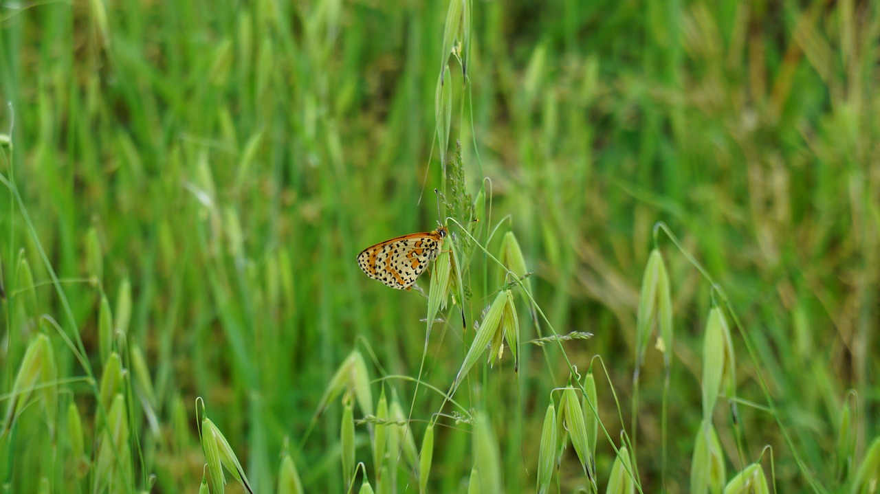 butterfly  prato  spring free photo